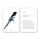 thumbnail image 3 of Fíjate: Pájaros. Guía para iniciar la observación, 3 of 8
