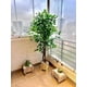 thumbnail image 3 of 2 X 1 Plantas Artificiales Ficus 160 Cm Verde, 3 of 9