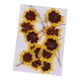 thumbnail image 2 of 12x real presionado flores secas gato cara crisantemo diy artesanía decoraciones, 2 of 5