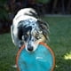 thumbnail image 3 of Juguete para perros Flying Disc ChuckIt! Paraflight, tamaño grande, naranja/azul, 3 of 4