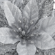 thumbnail image 3 of Set 10 Flores Navideñas Glitter Clip Árbol Navidad Plateadas, 3 of 8