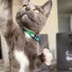 thumbnail image 3 of Collar Para Gatos Tamaño Ajustable Diseño Tropical, 3 of 3
