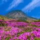 thumbnail image 2 of Varillas de incienso Nippon Kodo FM 01 Jeju Field – 15 unidades, 2 of 3