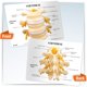 thumbnail image 5 of Modelo de vértebras L2 L3 L4 – GPI Anatomicals, 5 of 6