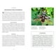 thumbnail image 3 of Escarabajos - Pequeño libro de la naturaleza, 3 of 6