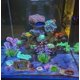 thumbnail image 5 of Decoraciones para pecera MQACPUPY - Kit de 9 piezas para peces betta, 5 of 5