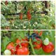 thumbnail image 3 of Clips de Soporte para Plantas PERSZEN 80 Piezas Plástico Verde y Acero, 3 of 7