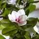thumbnail image 2 of Planta Artificial Magnolio 2 Tronco 180 Cm Flores Blancas Rosadas, 2 of 3