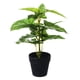 thumbnail image 4 of Planta Decorativa Artificial Philodendron 45 Cms., 4 of 4