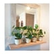 thumbnail image 3 of Set de 5 Maceteros Biodegradables Curvo Blanco, 3 of 3
