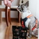 thumbnail image 3 of Snack de Salmon para Perros - 5 Unidades, 3 of 3