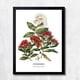 thumbnail image 1 of CUADRO DECORATIVO 35X45 BOTÁNICA METROSIDEROS, 1 of 2