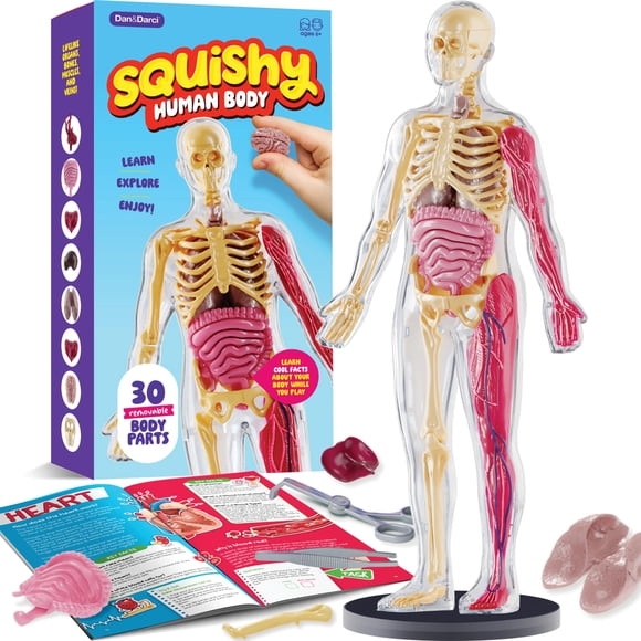 Kit científico Dan&Darci Modelo corporal blando de anatomía humana