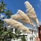 thumbnail image 2 of Set 2 Plantas Pampas Artificiales Esponjosa Deco Bohemia Lau, 2 of 3