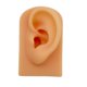 thumbnail image 5 of Modelo De Oreja Suave De Silicona Herramienta De Ense?anza Apoyos De Pantalla Piel, 5 of 5