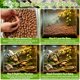 thumbnail image 4 of Bolas de arcilla expandida Riare 6 lb (2,7 kg) sustrato para reptiles 4‑16 mm, 4 of 7
