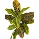 thumbnail image 2 of Ramo Croton 55cm Artificial, 2 of 3