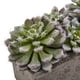 thumbnail image 4 of Jardín suculento artificial casi natural con maceta de hormigón, 4 of 7