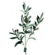 thumbnail image 2 of Rama De Olivo 74cm, 2 of 3