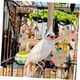 thumbnail image 5 of Juguete columpio para loros, estación de actividades para cacatúas, percha multifuncional para pájaros, 5 of 5