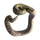 thumbnail image 4 of Novedad Pulsera De Serpiente Falsa Modelo De Animal Aterrador Mu?equera Pitón Reticulado, 4 of 5
