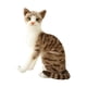 thumbnail image 4 of Simulación De Gatos Siameses, Relleno De Felpa De Animales, Relleno Para Regalo De Cumpleaños StyleE, 4 of 5