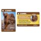thumbnail image 3 of Gorilla Golf Cards – Juego de Apuestas en el Campo, 3 of 9