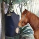 thumbnail image 2 of Tote De Heno Bolsa Colgante De Cabra Alimentador Tote Premium Oxford Tela Con Anillo De Metal Y Correa Ajustable Para Caballos Burros Vacas Alpacas Avestruzas U Otros Animales Negro, 2 of 3