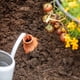 thumbnail image 2 of Olla de terracota autorregante Back to the Roots 700 mL, 2 of 6