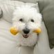 thumbnail image 4 of Tall Tails Hueso De Goma Natural Goat Juguete Para Perro S, 4 of 6