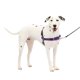 thumbnail image 1 of Arnés para perros PetSafe Easy Walk, sin tirones, tamaño medio/grande, morado, 1 of 6