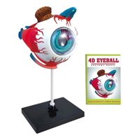 D&M - Ojo 4D Didáctico Globo Ocular Rompecabezas Puzzle 32 Piezas