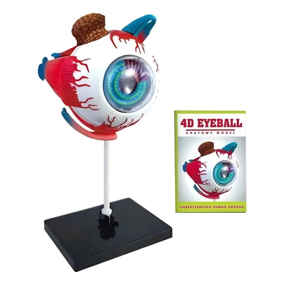Ojo 4d Didáctico Globo Ocular Rompecabezas Puzzle 32 Piezas