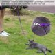 thumbnail image 4 of Correa AMAGOOD 1,8 m Morada 5/8 pulg. para perro y cachorro, 4 of 8