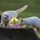 thumbnail image 3 of Juguete Interactivo Dispensador Comida Perro Gato Rondon, 3 of 3