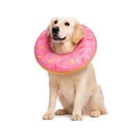 Genérico - Collar Dona Para Mascotas Anti-Lamido Talla Xl Rosa Xl