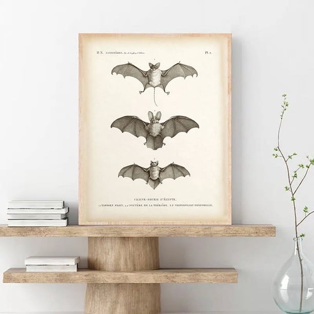 1pc Antique Bat Animal Wall Art Canvas Painting for Living Room Home Decoration - Vintage Bat Print Poster with No Frame