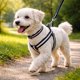 thumbnail image 1 of Correa, Arnés Y Collar Para Perros De Razas Pequeñas, 1 of 6