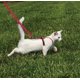 thumbnail image 3 of Arnés y correa elástica para gatos PetSafe Come with Me Kitty, 3 of 6