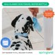 thumbnail image 2 of Botella Springland Pets 620 ml Azul a prueba de fugas, 2 of 9