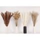 thumbnail image 3 of Pampas 100 Tallos 43 Cm Mix Natural, 3 of 3