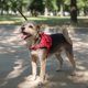 thumbnail image 4 of Arnés Talla M, Ajustable Para Perros Mascotas Paseo  Rojo, 4 of 8