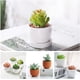 thumbnail image 5 of Miniplantas artificiales HappyHapi para suculentas artificiales, 12 unidades, 5 of 7