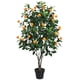 thumbnail image 2 of Arbol de Naranjo de 130 cm, 2 of 2