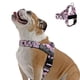 thumbnail image 1 of Arnés para Perro Dog Friendly Co XL Camuflaje Rosa, 1 of 8