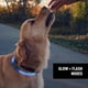 thumbnail image 5 of Collar de Seguridad LED Recargable Nite Ize NiteHowl para Perro, 5 of 9