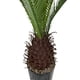 thumbnail image 2 of Planta Decorativa Palmera Cyca 110 Cm, 2 of 3