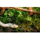 thumbnail image 4 of Terrario Green Sphagnum Moss Galápagos 4L, 4 of 6