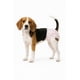 thumbnail image 1 of X10 Pañales Para Perros Pañales Para Perro Pañales Gato S, 1 of 3