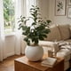 thumbnail image 2 of Planta Artificial Ficus Decorativa Maceta Decoracion Hogar crema, 2 of 9